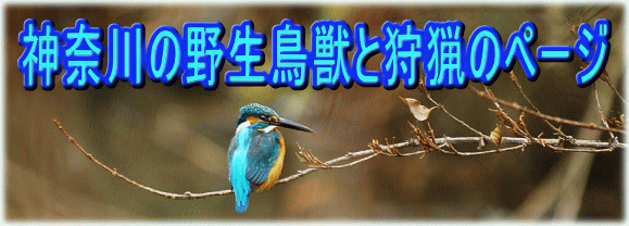 神奈川の野生鳥獣と狩猟のページ