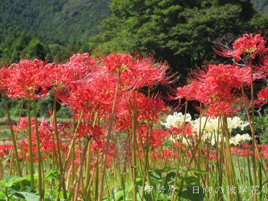 伊勢原日向の彼岸花