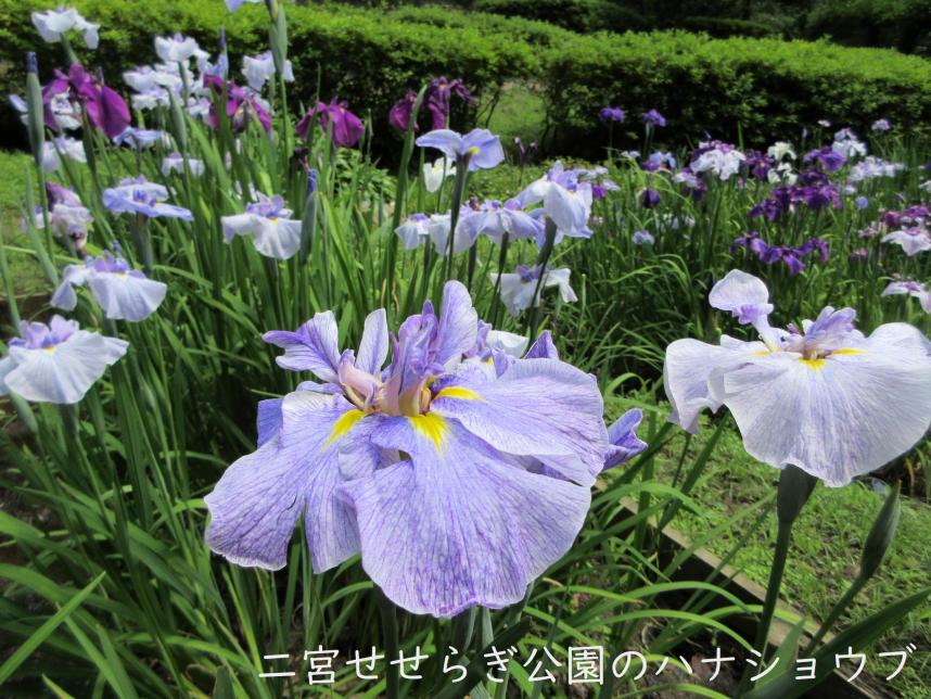 二宮せせらぎ公園のハナショウブ