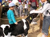体験イベントので牛とふれあう子供の写真