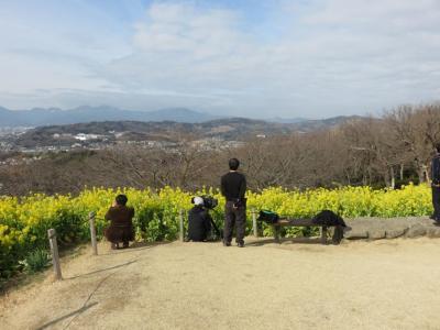 吾妻山公園の菜の花2