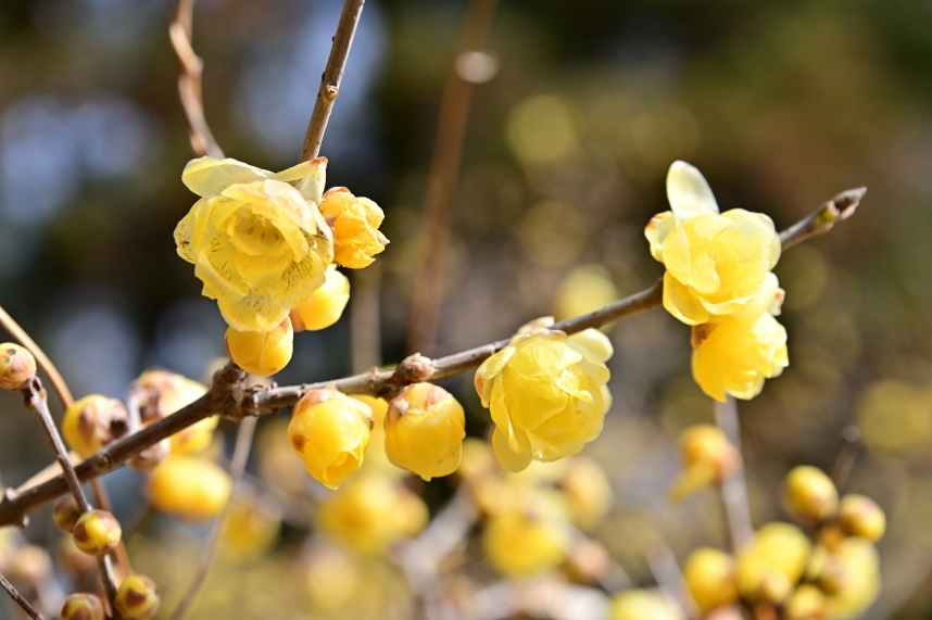 ロウバイ(飯山ロウバイの丘)