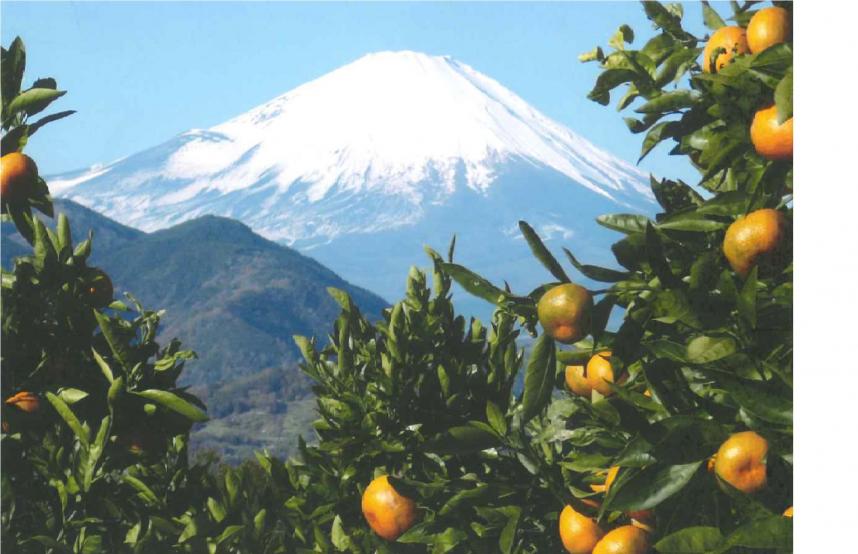 ミカンと富士山