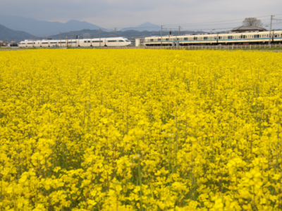 菜の花と電車