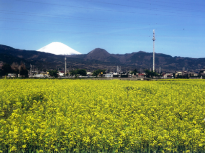 菜の花と富士山