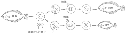 通常の発生