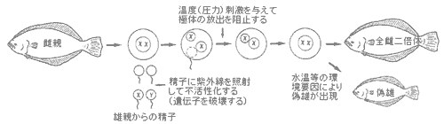 全雌ヒラメの発生