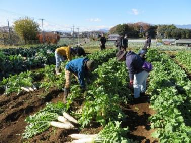 radish