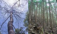 丹沢大山の自然再生