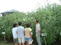 環境学習リーダー会ケナフ部会1