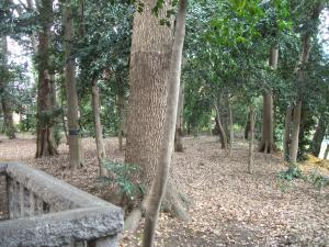 風致保安林（川崎市中原区春日神社）