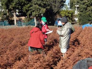 無花粉スギの苗畑での検定状況（横浜市戸塚区影取町）