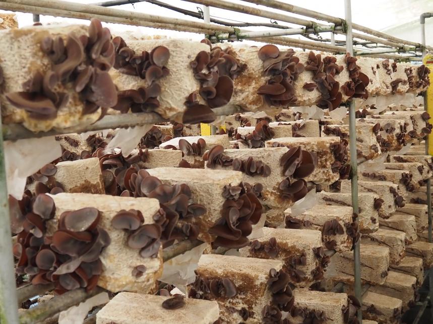 きのこ生産