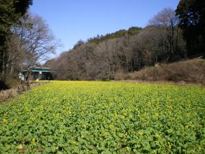 地域森林計画対象民有林（正面手前が広葉樹林、奥が針葉樹林：横浜市旭区追分市民の森）