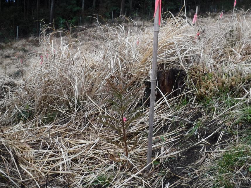 平成29年度植栽苗木のこれまでの様子1