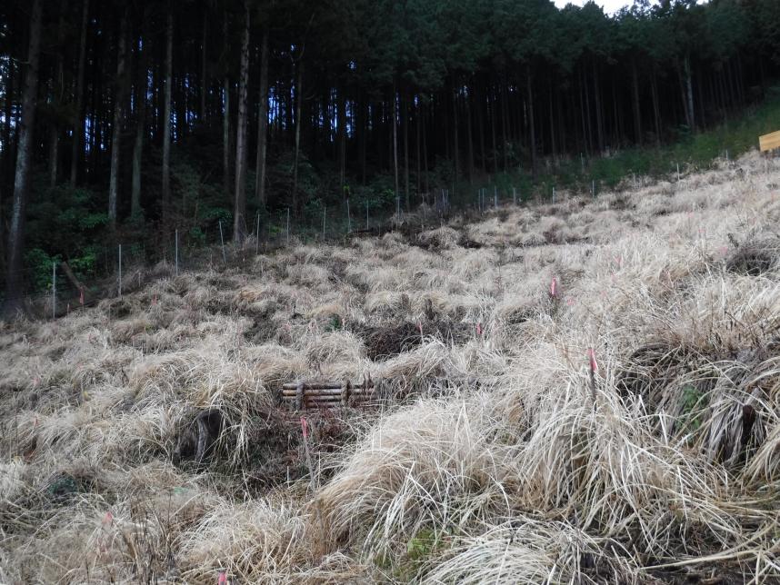 平成29年度植栽苗木のこれまでの様子2