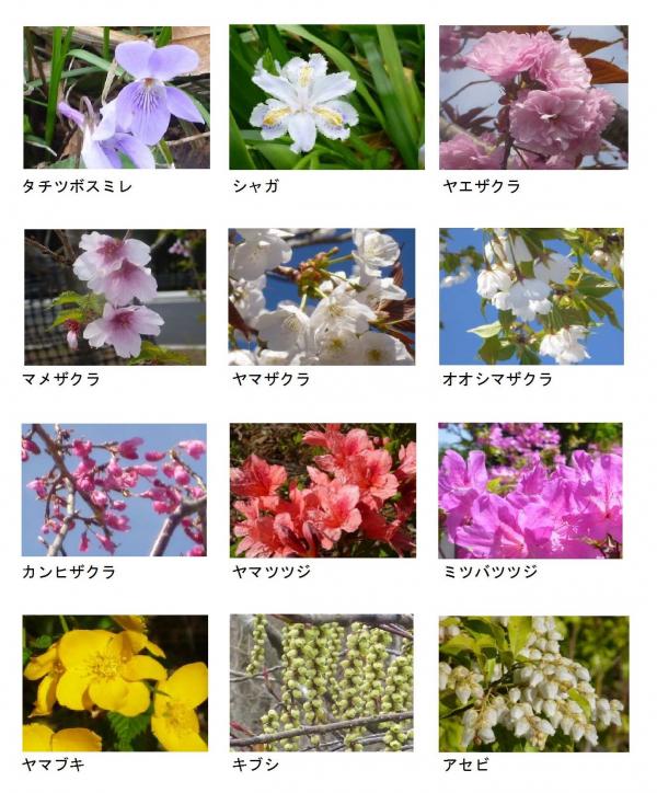 公園でみられる花