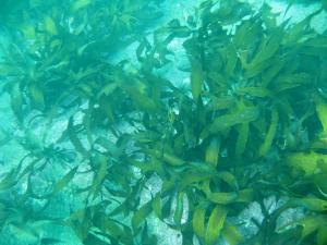 ROVによる藻場調査