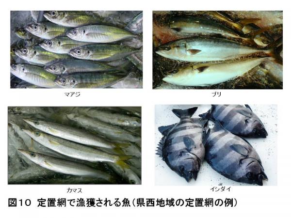 図10　定置網で漁獲される魚（県西地域の定置網の例）