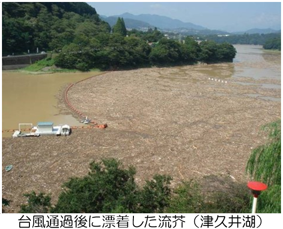 津久井湖に台風通過後に漂着した流芥の画像