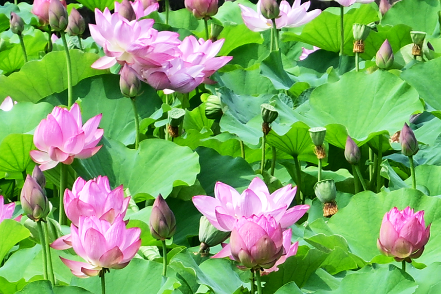 蟹ヶ谷公園に咲く蓮の花