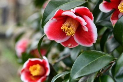 常泉寺の椿の花