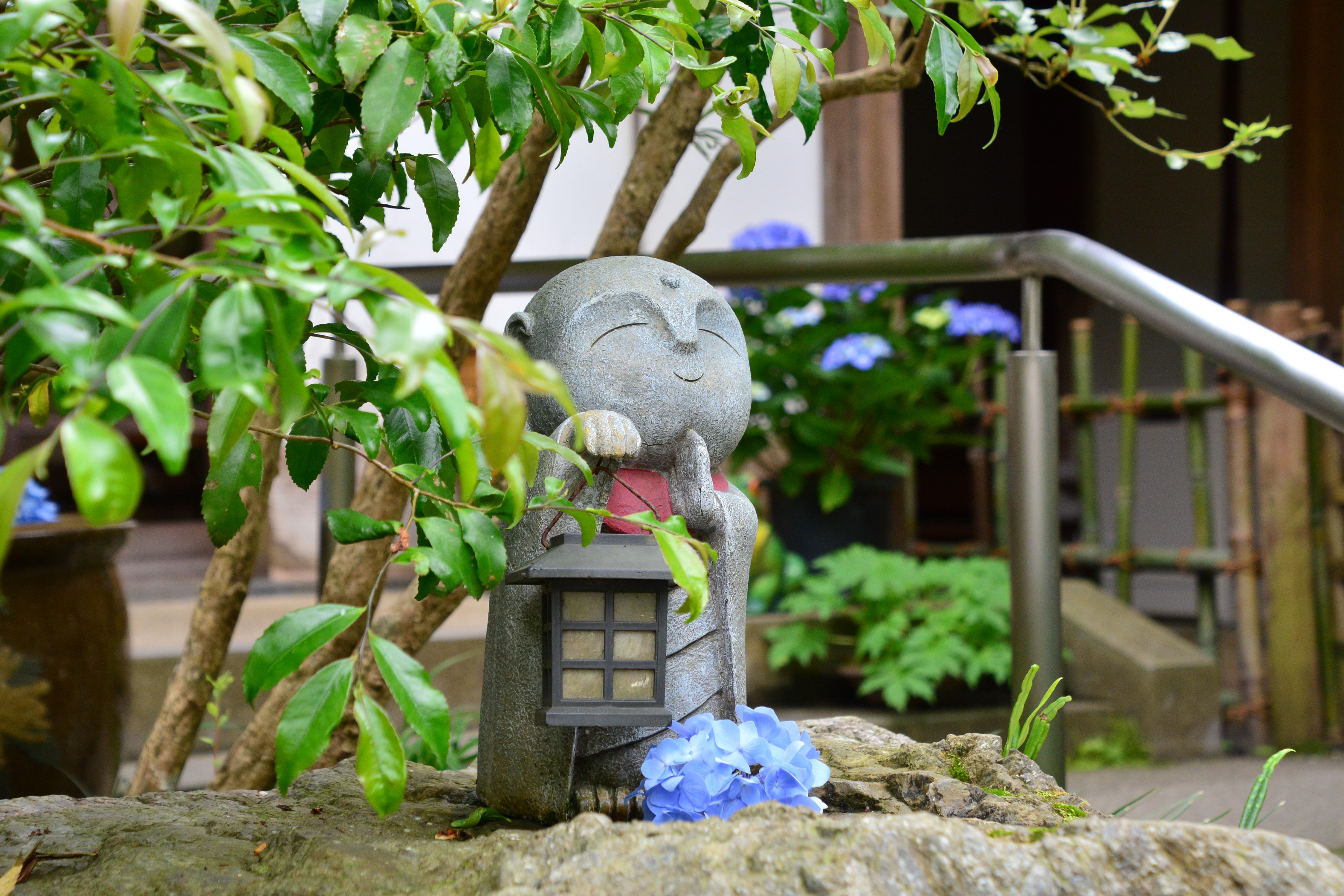 紫陽花とやさしい顔