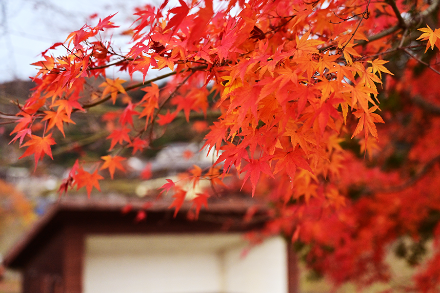 モミジの色合い