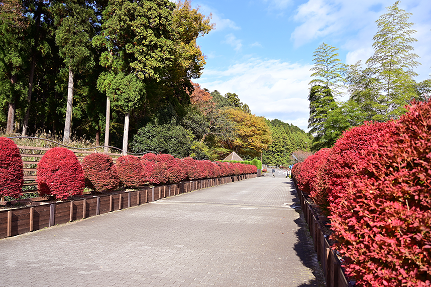 あいかわ公園の紅葉