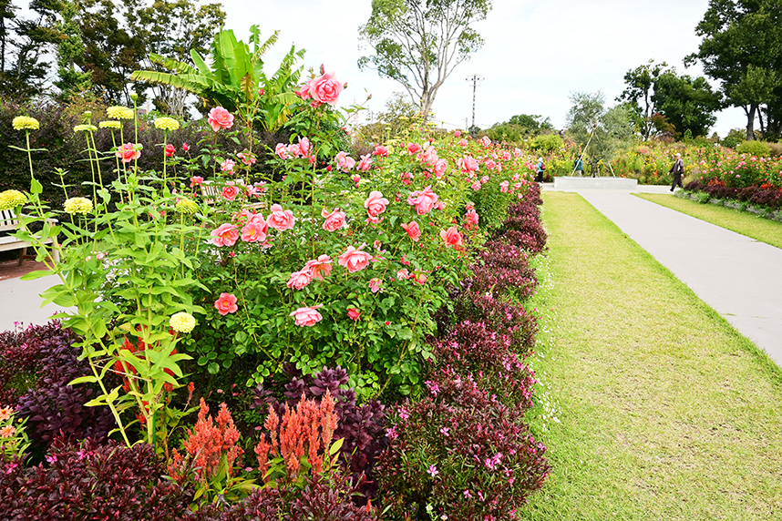 あやせローズガーデンの秋