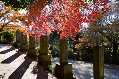 正覚寺の秋