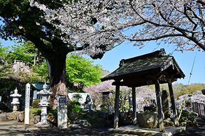 長谷寺途中にある桜