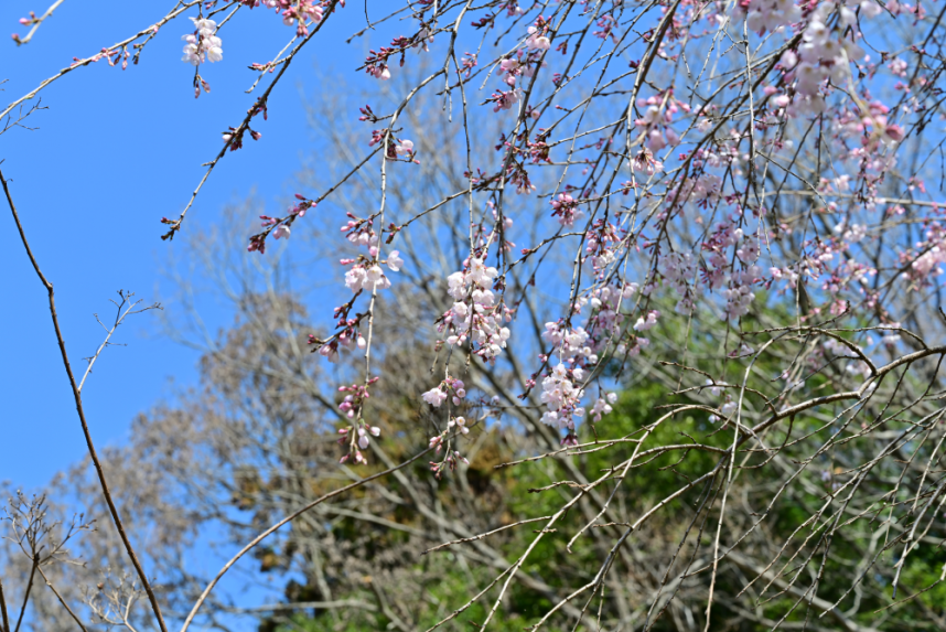 民家園の枝垂れ桜