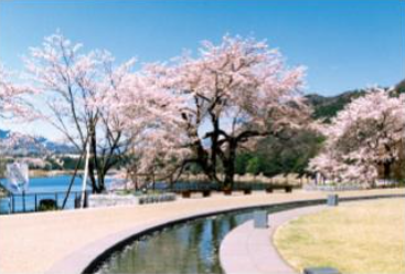津久井湖_水の苑地の桜