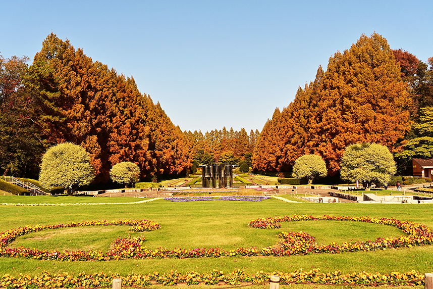 相模原公園のメタセコイヤ