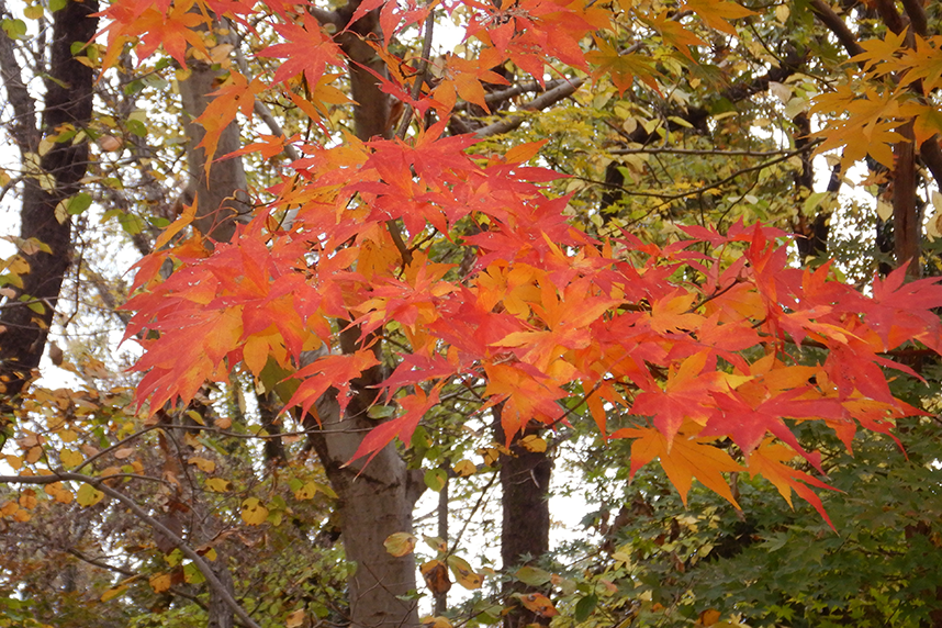 メタセコイヤ以外の紅葉