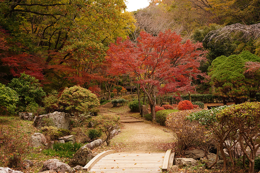 七沢森林公園の紅葉風景