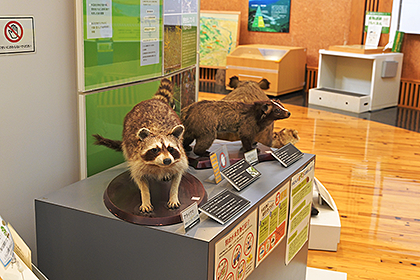 野生動物のはくせい展示