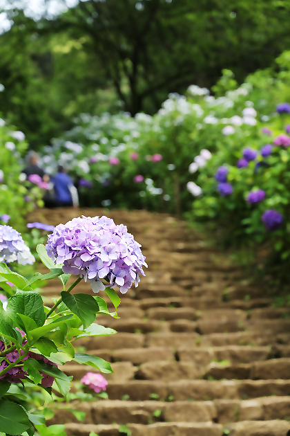 紫陽花の花