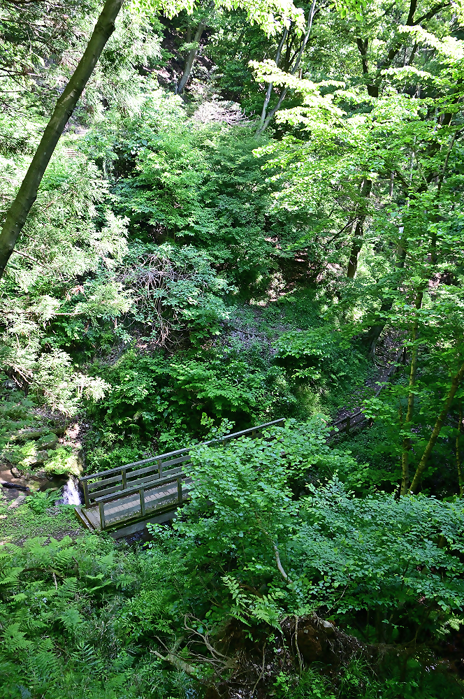 森林浴ができるコースの様子