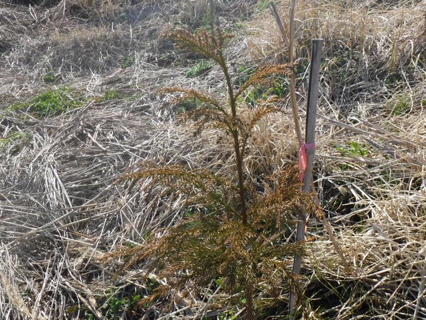 平成30年度植栽苗木