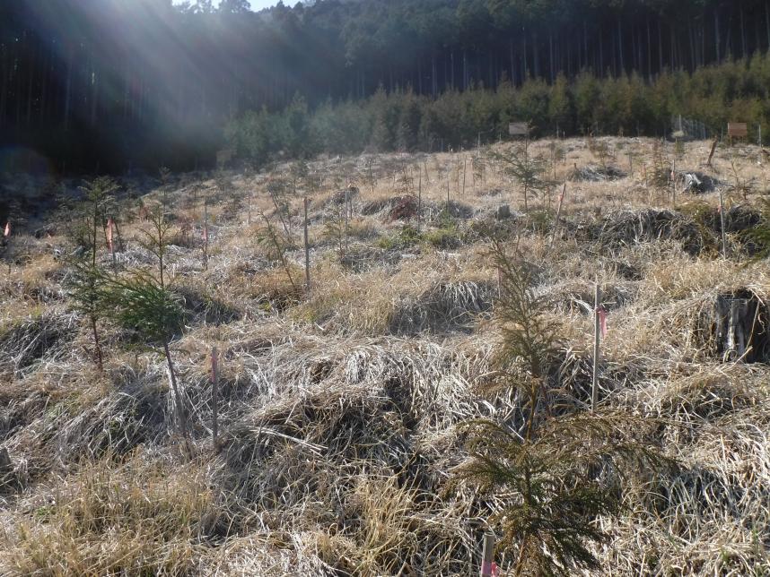 平成30年度植栽全景