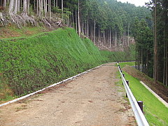 緑化された林道の法面