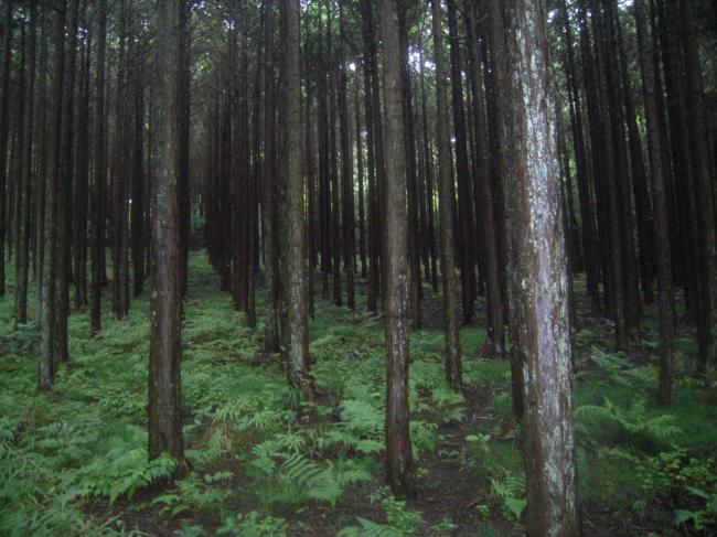 森林整備前、細い木がたくさん生えた暗い森林の様子