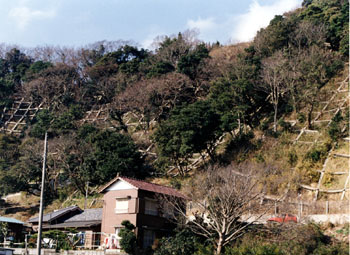 樹木を残し、景観に配慮した法枠工