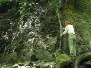 鍋割山付近（後沢乗越）の水場で採水の画像