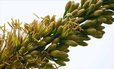 中南米の多肉植物“アガぺ アリゾニカ”。  下から花が開いてくんだ