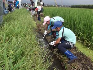 田んぼの生きもの調査