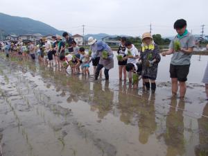 田植え体験