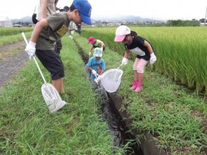 田んぼの生きもの調査